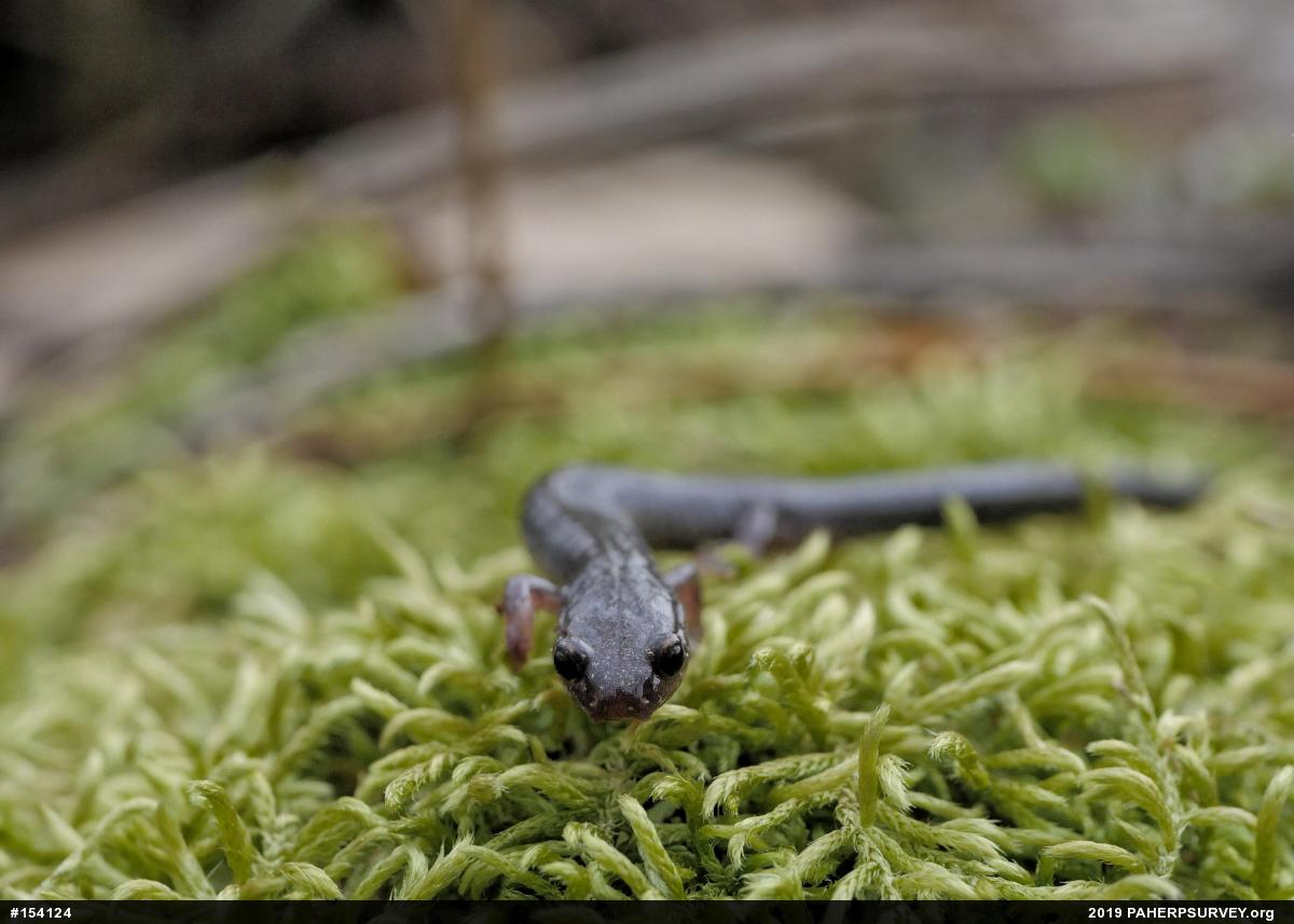 Eastern Red-backed  Salamander