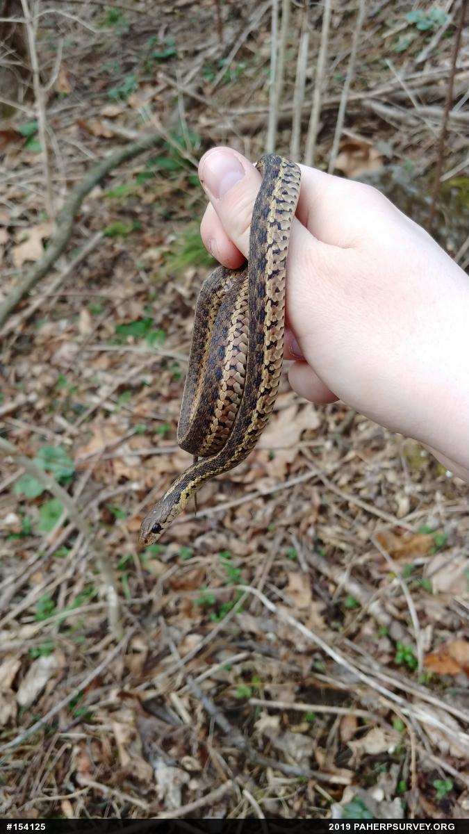 Eastern Gartersnake