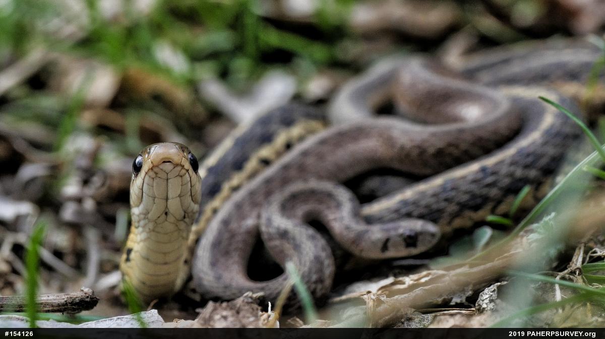 Dekay's Brownsnake