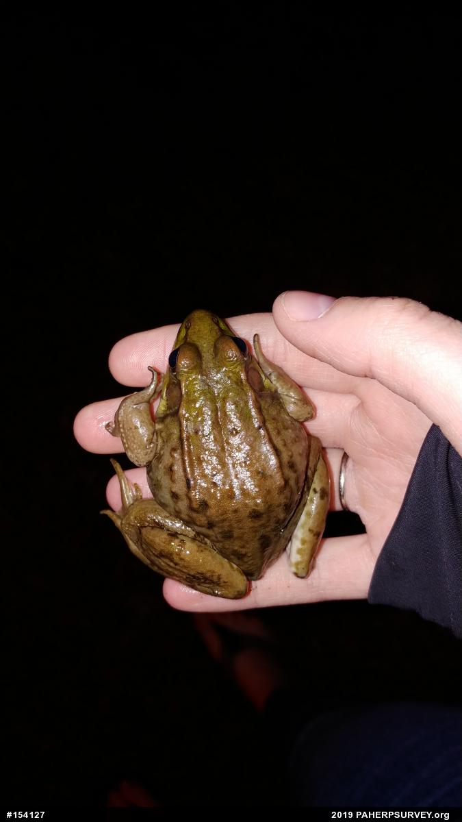 Green Frog