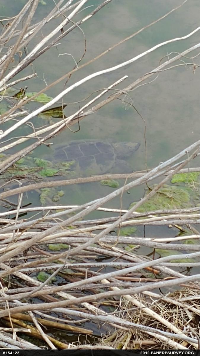 Snapping Turtle