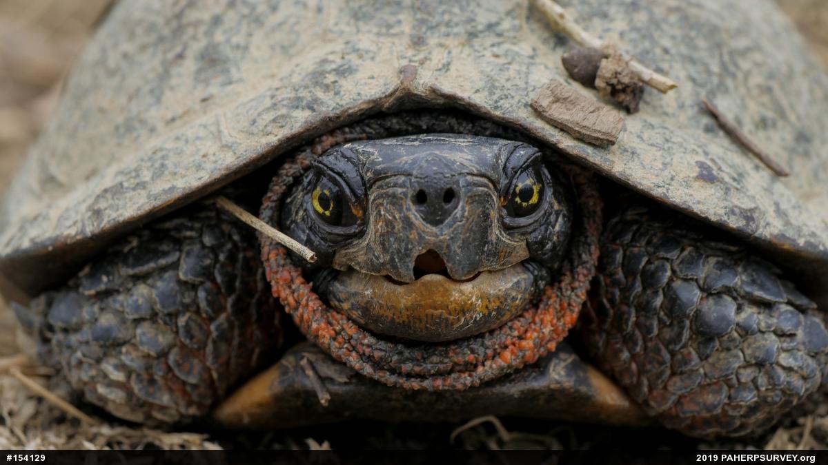 Wood Turtle