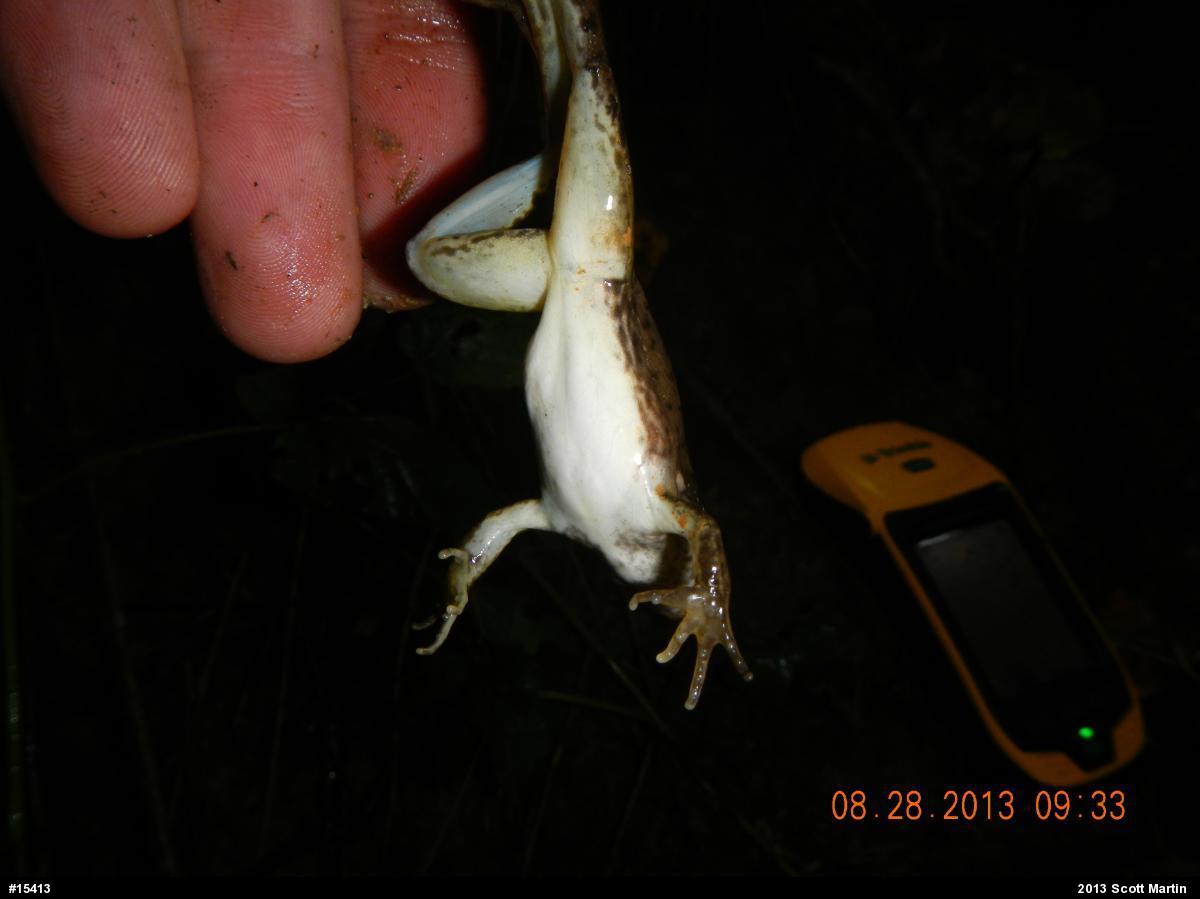 Green Frog