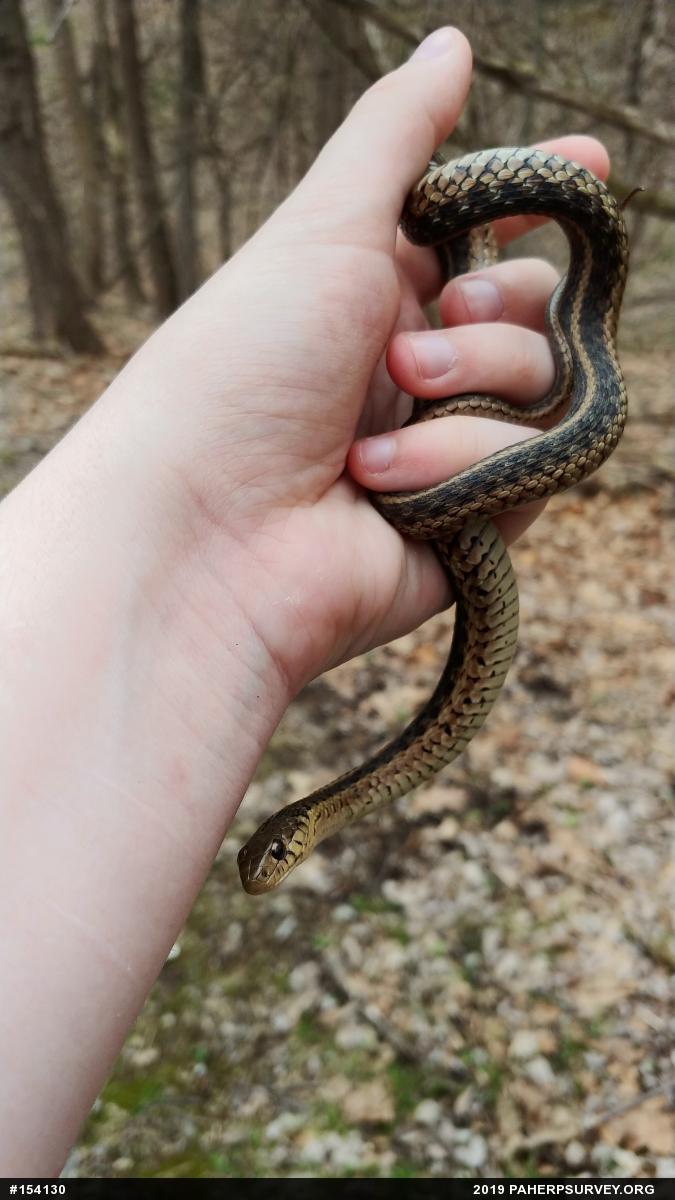 Eastern Gartersnake