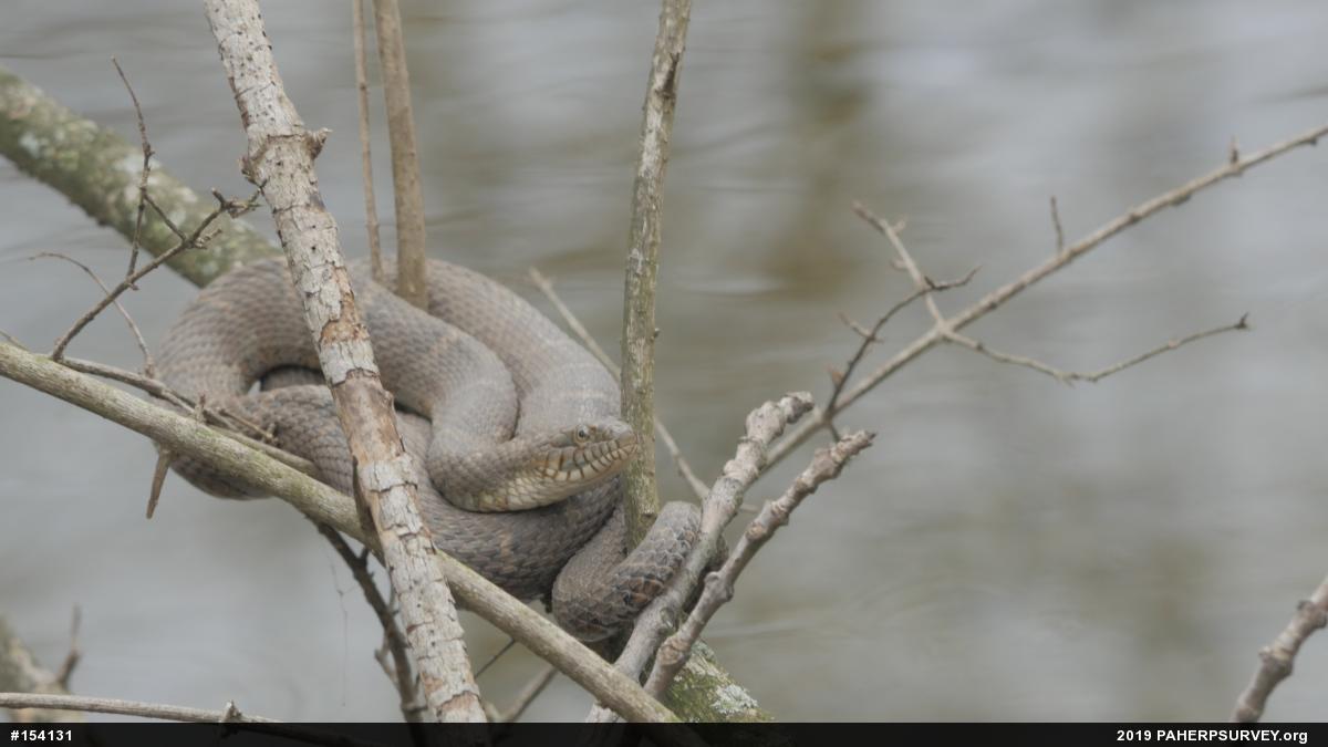 Northern Watersnake