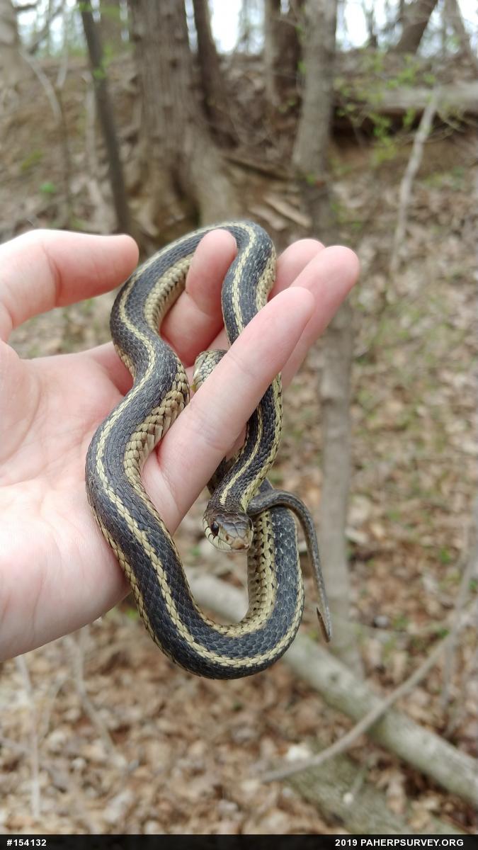 Eastern Gartersnake