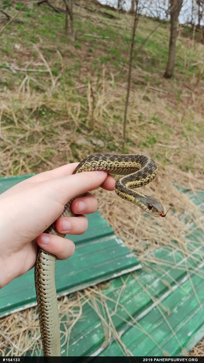 Eastern Gartersnake