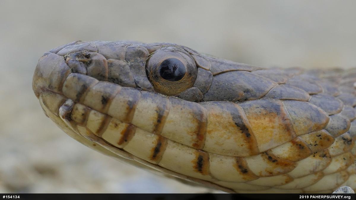Northern Watersnake