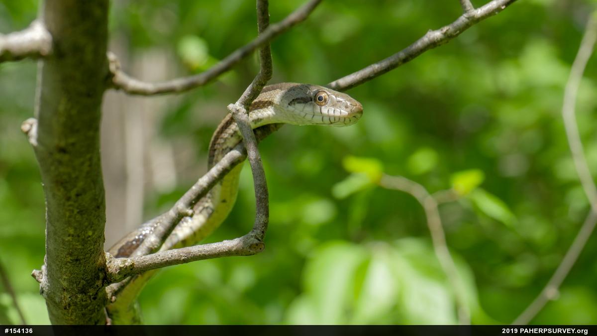 Eastern Ratsnake