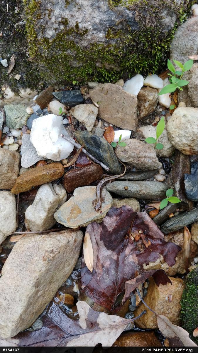 Northern Two-lined Salamander