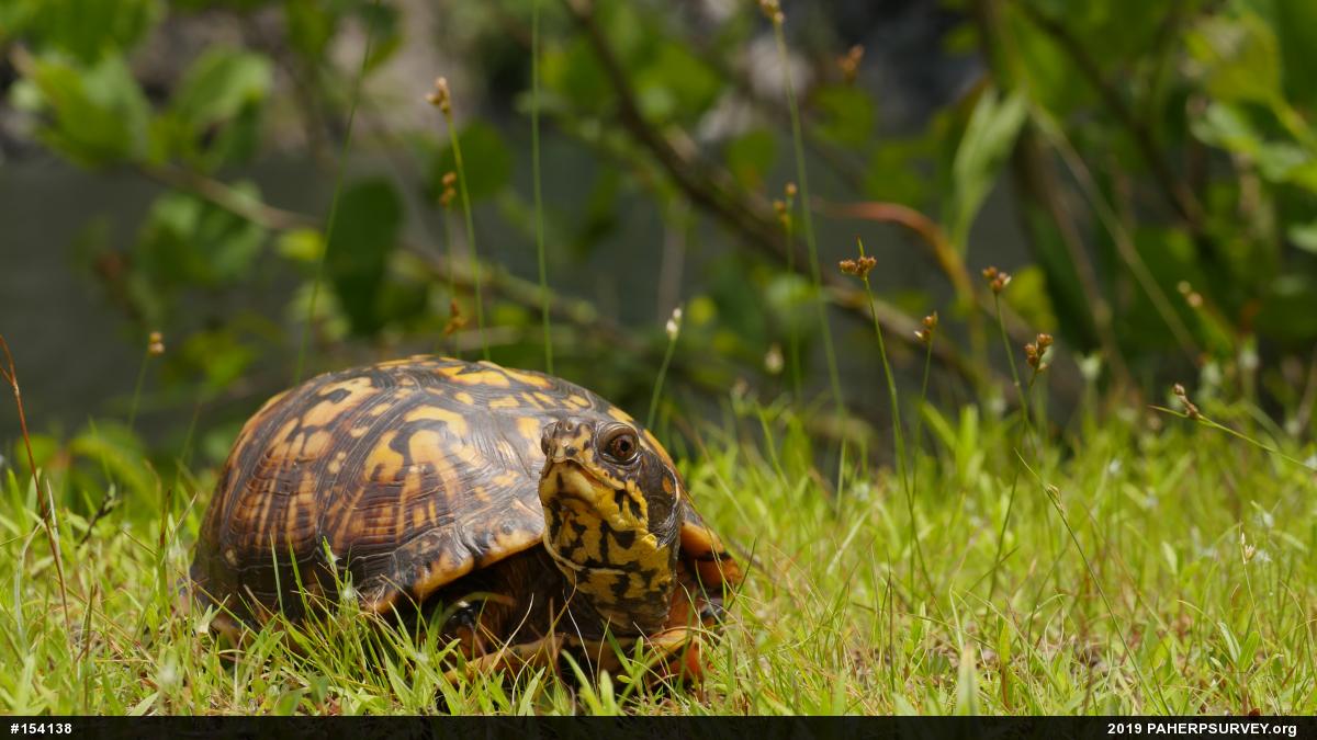 Eastern Box Turtle