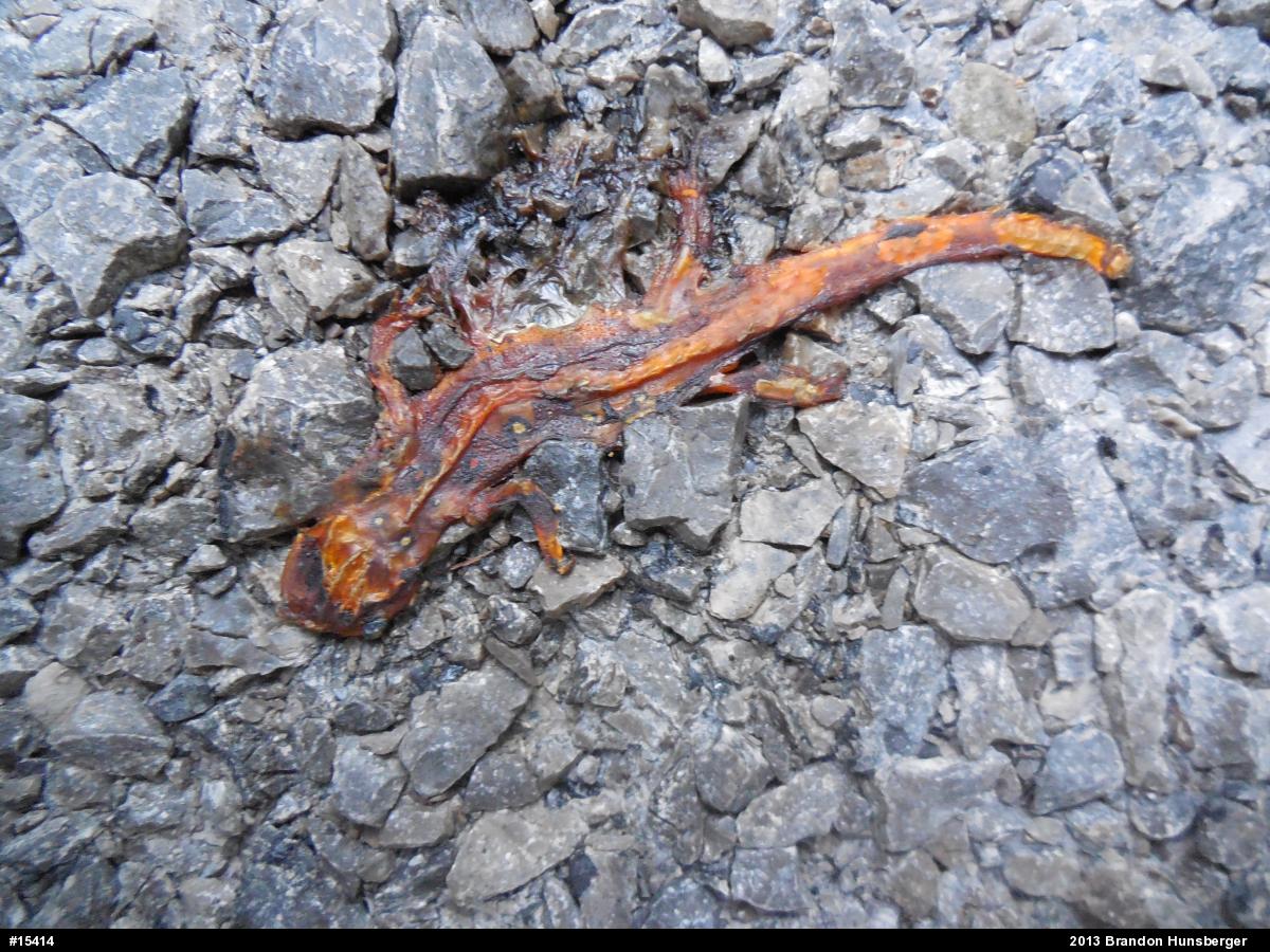 Red-spotted Newt