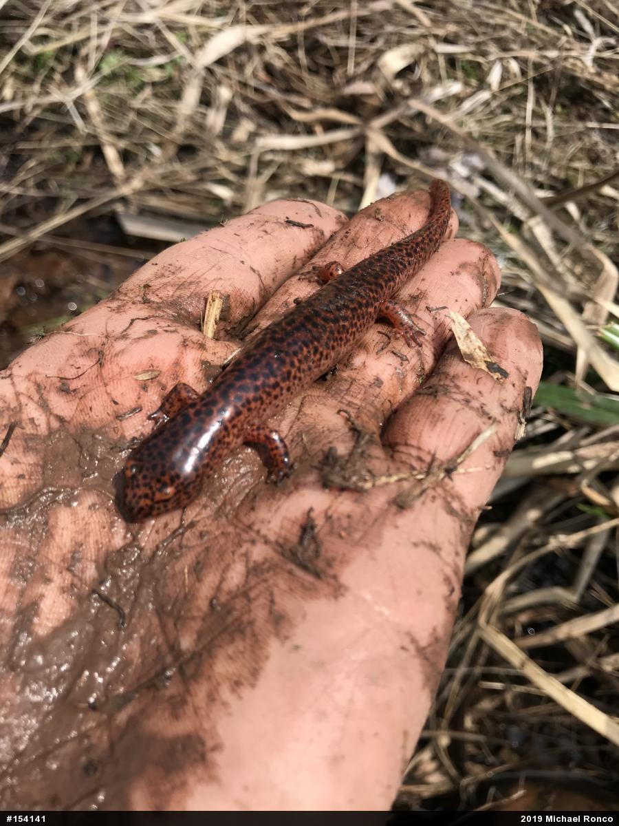 Northern Red Salamander