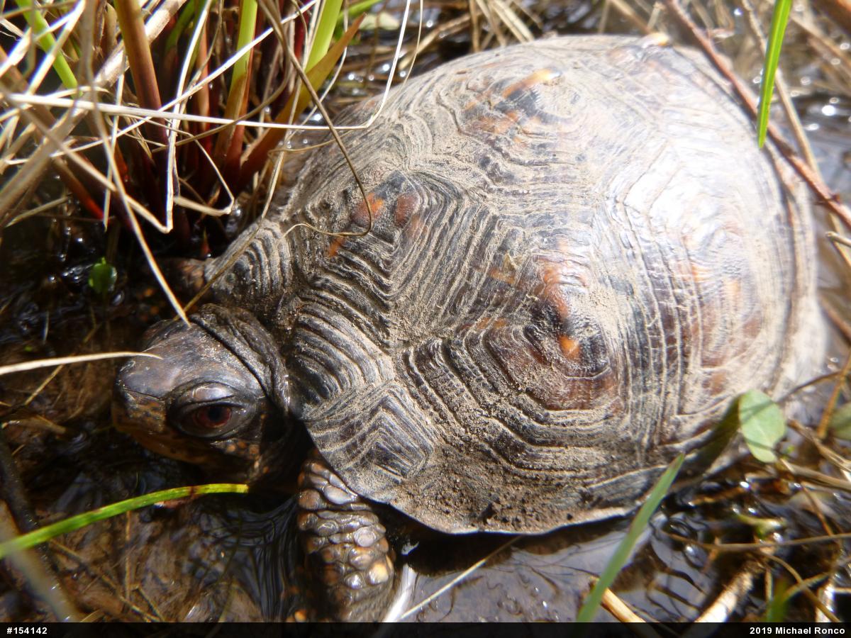 Eastern Box Turtle