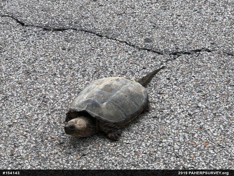 Snapping Turtle