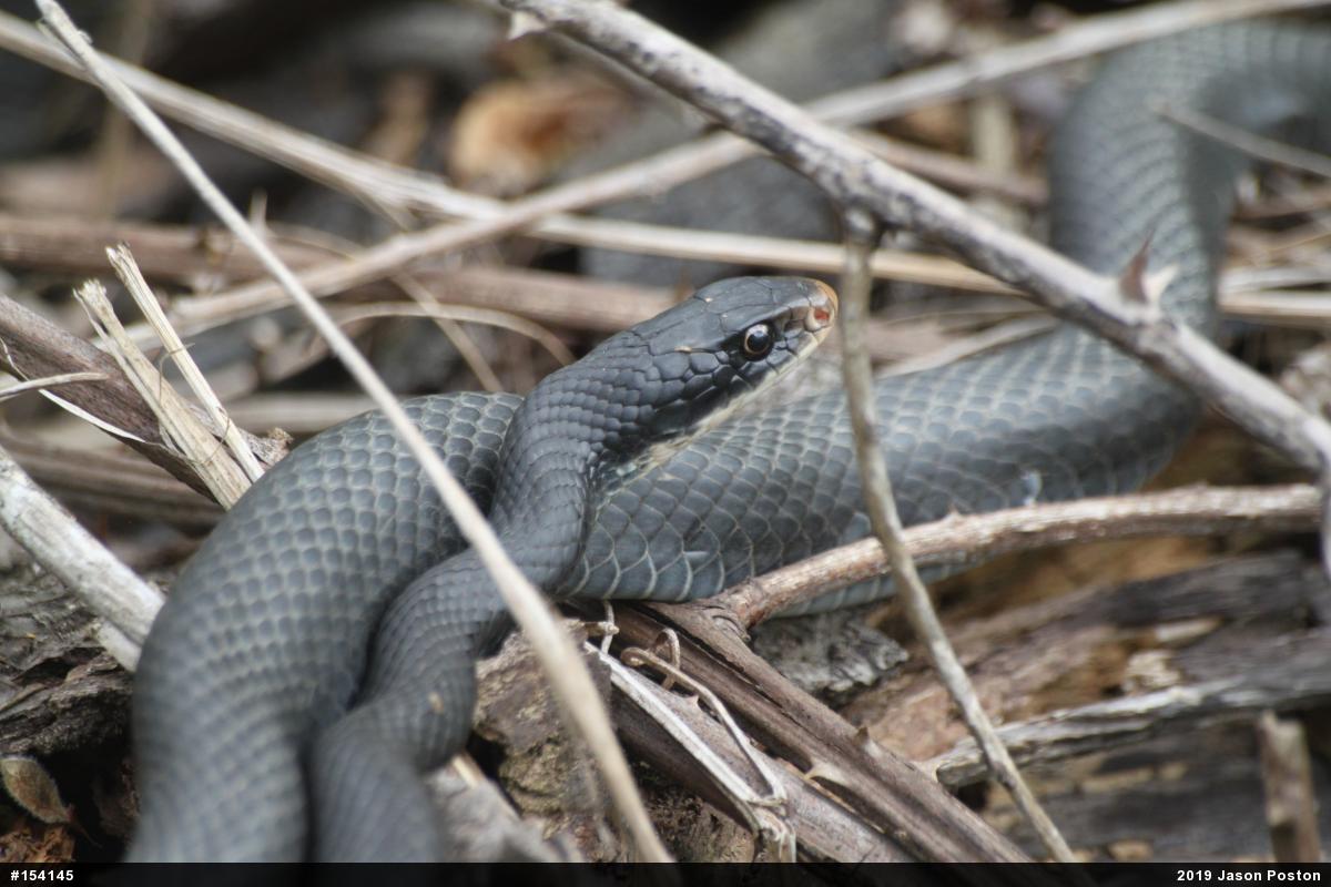 Northern Black Racer