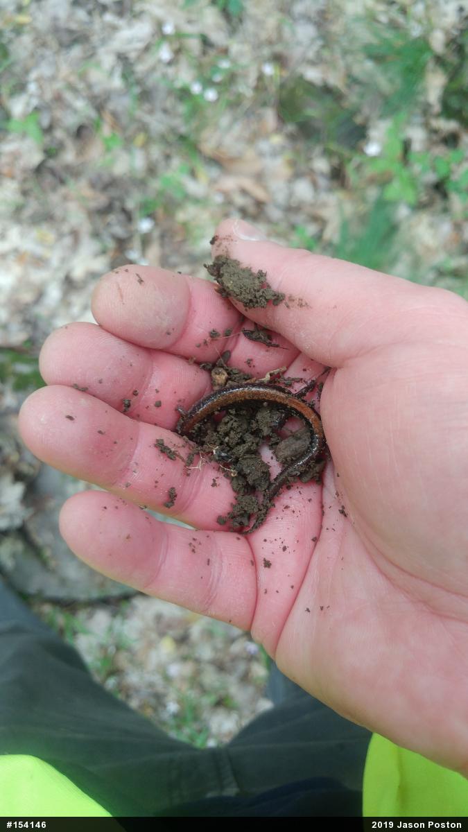 Eastern Red-backed  Salamander