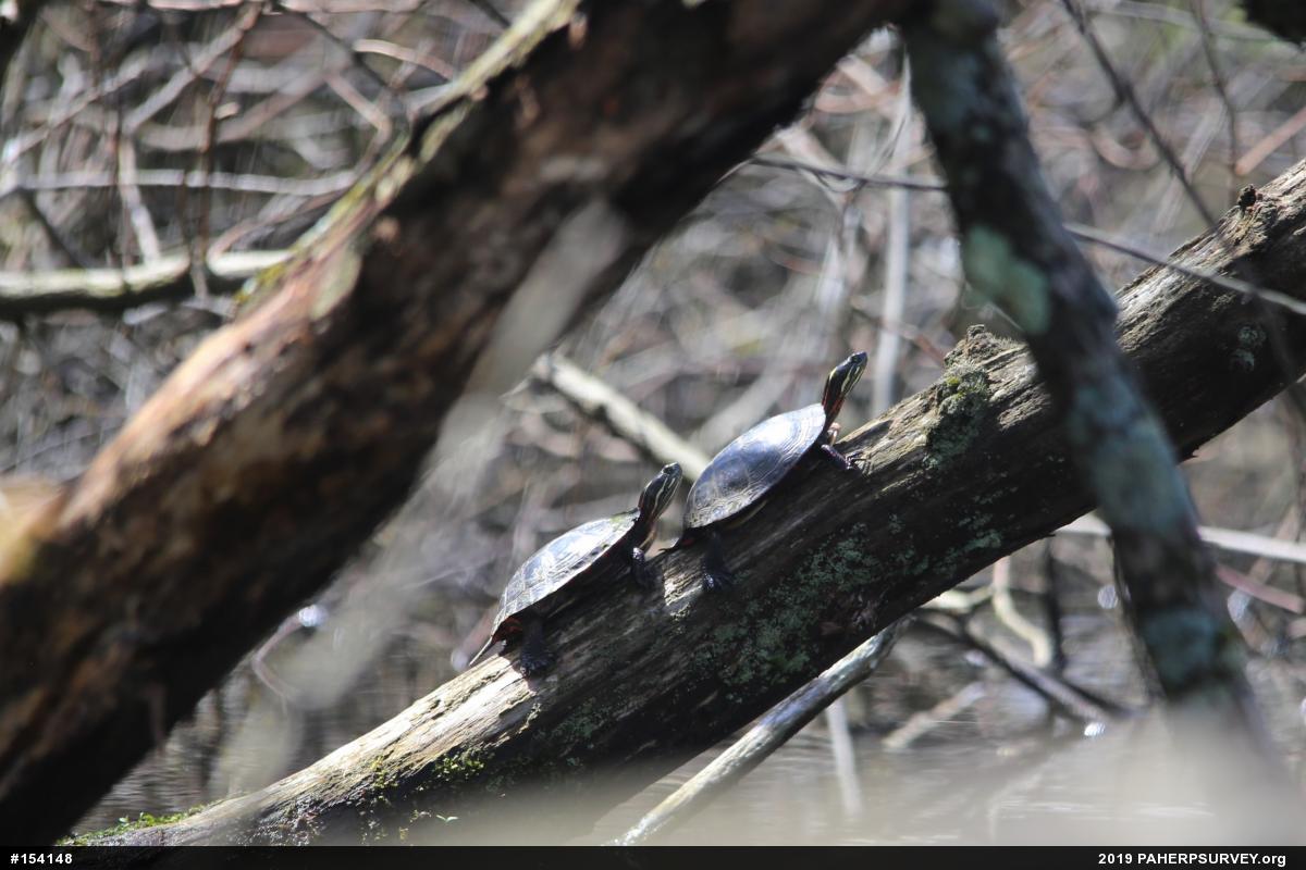 Painted Turtle