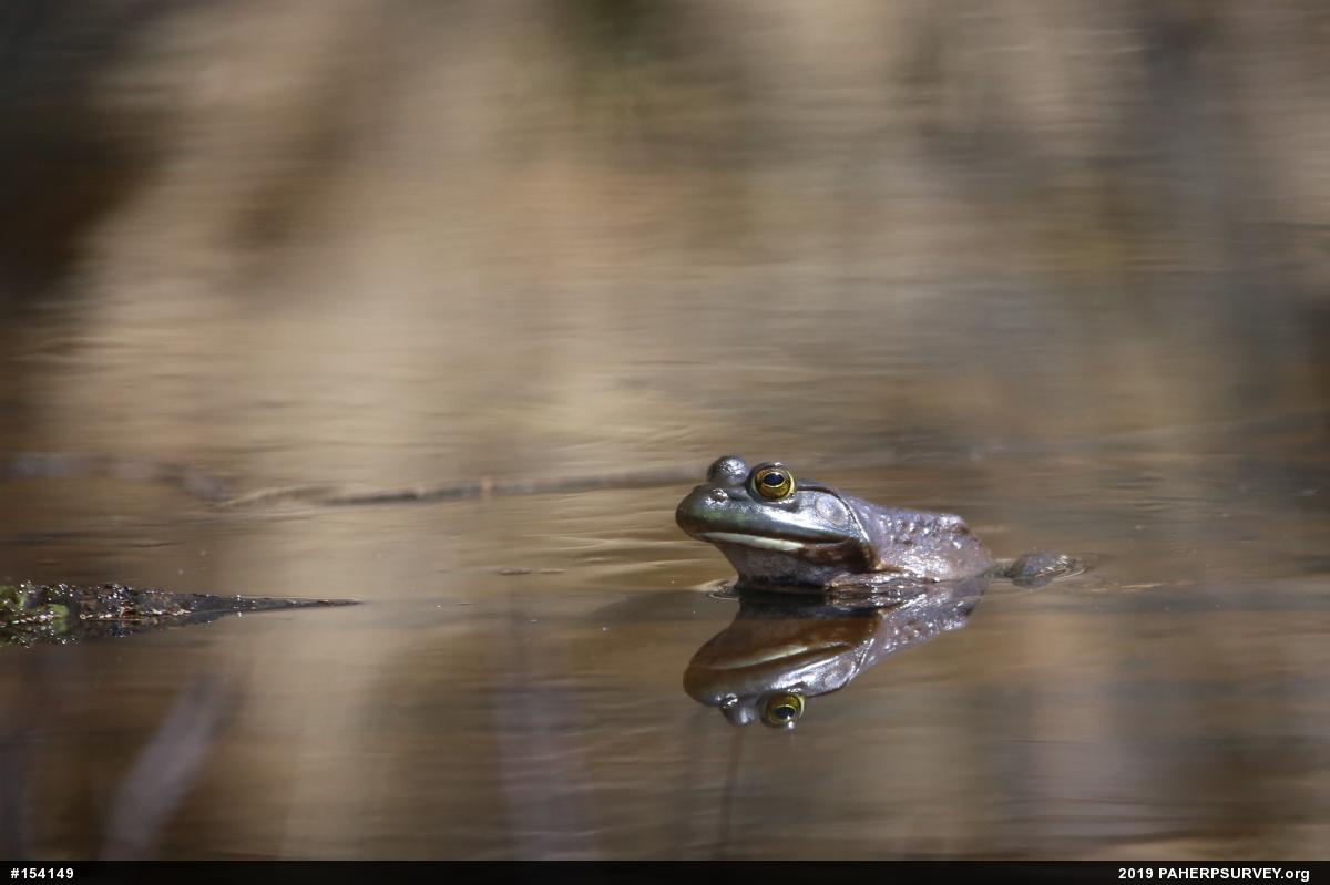 American Bullfrog