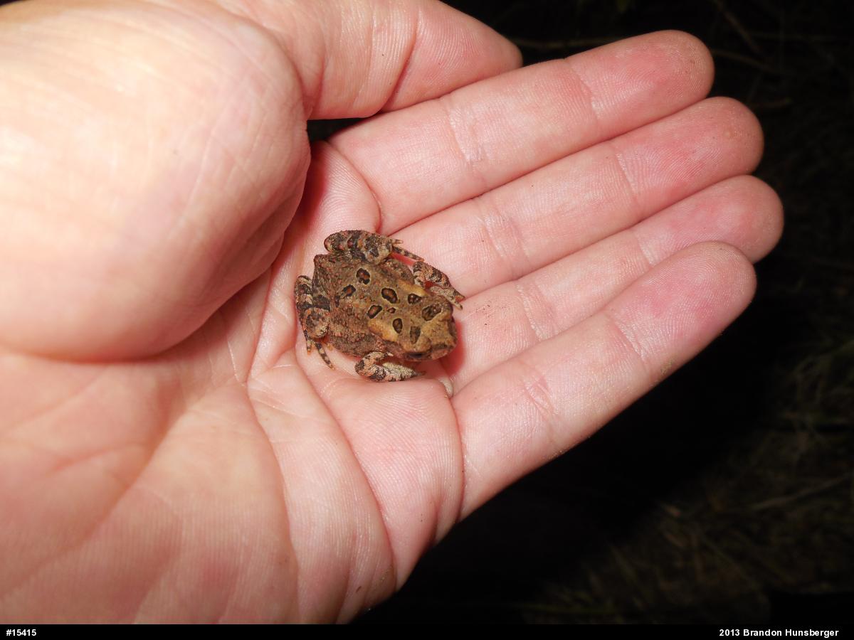 Eastern American Toad