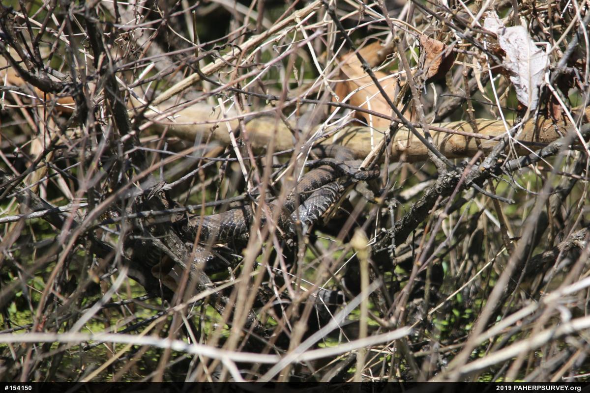 Northern Watersnake