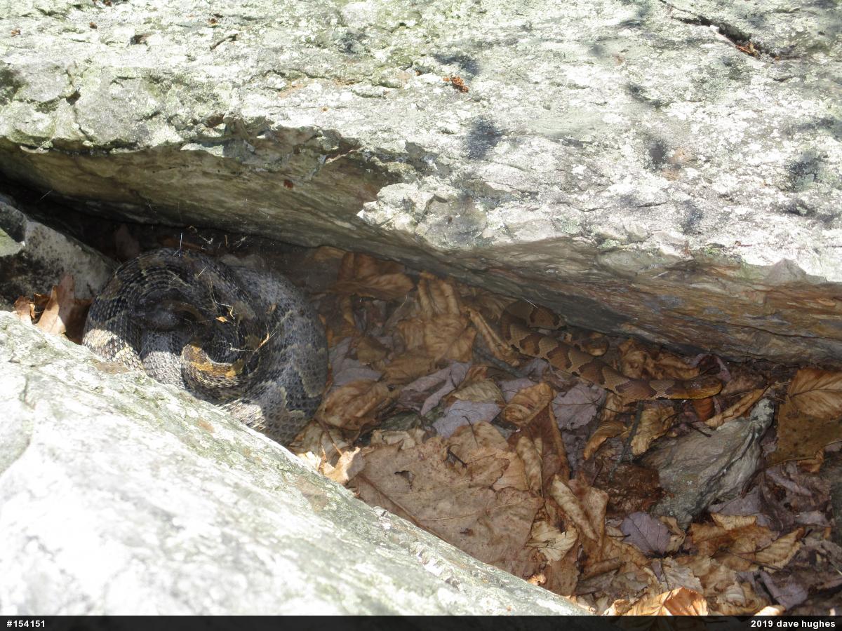 Northern Copperhead