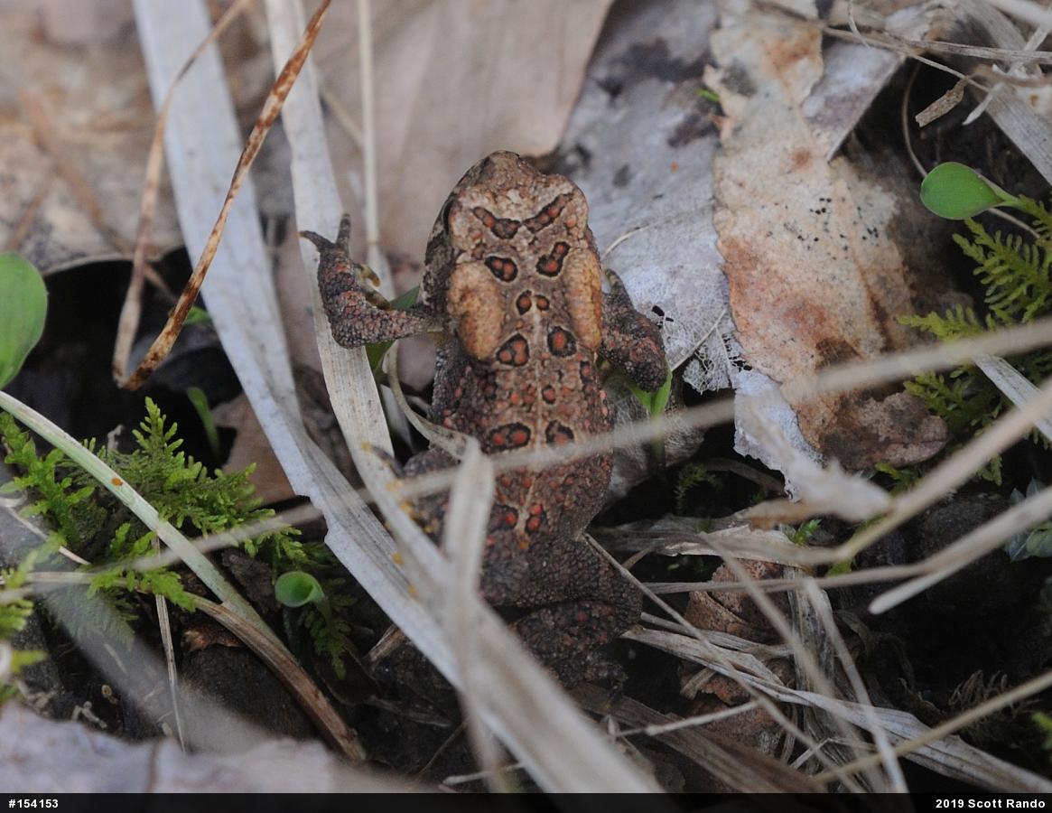 Eastern American Toad