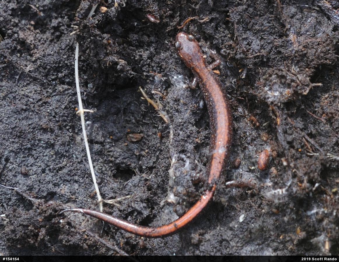 Eastern Red-backed  Salamander