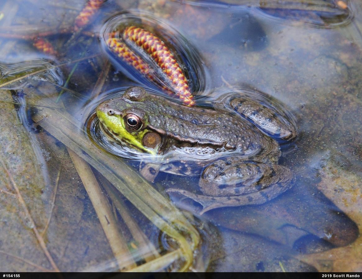 Green Frog