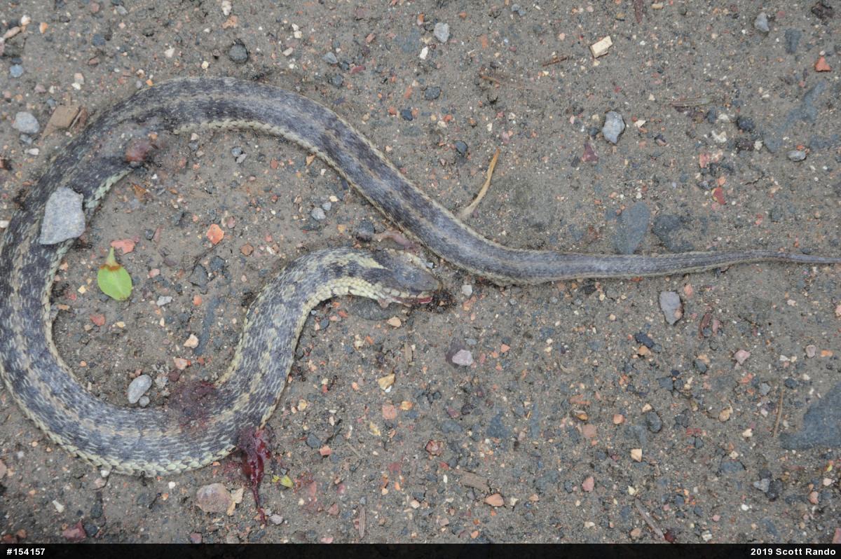 Eastern Gartersnake