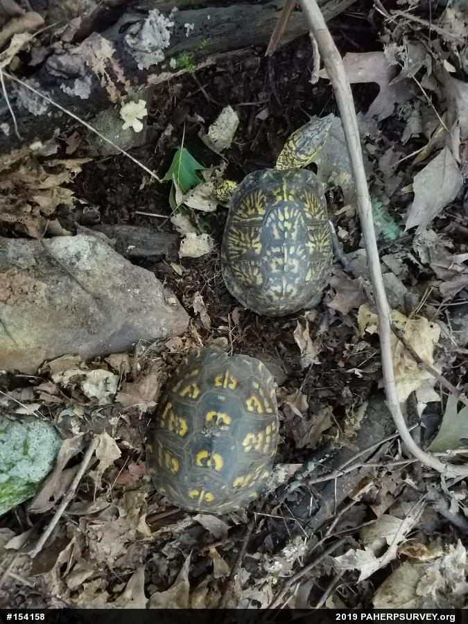 Eastern Box Turtle