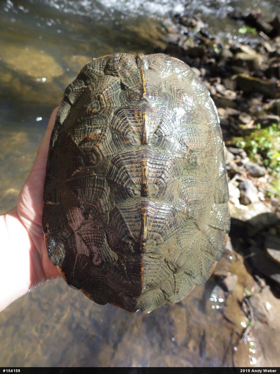 Wood Turtle