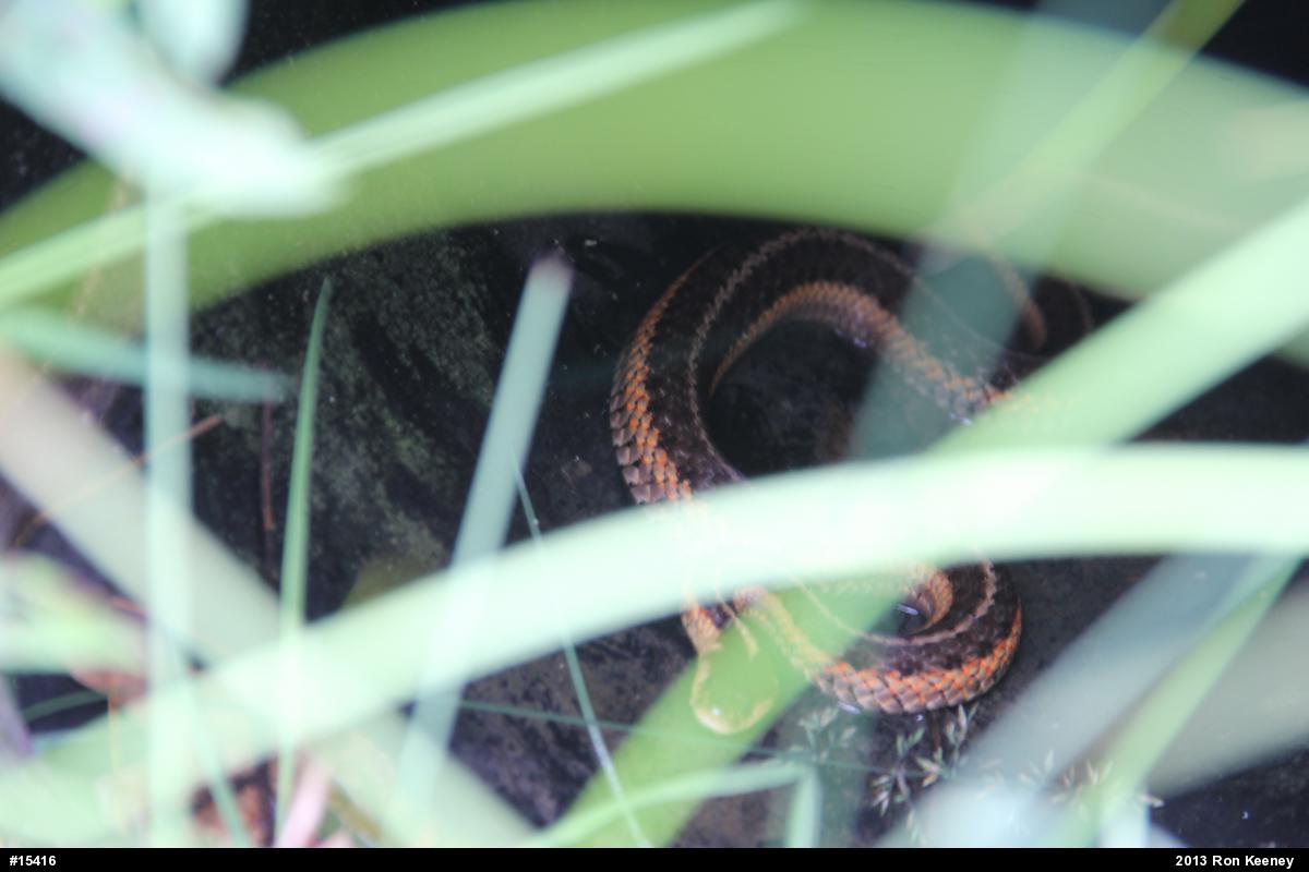 Eastern Gartersnake