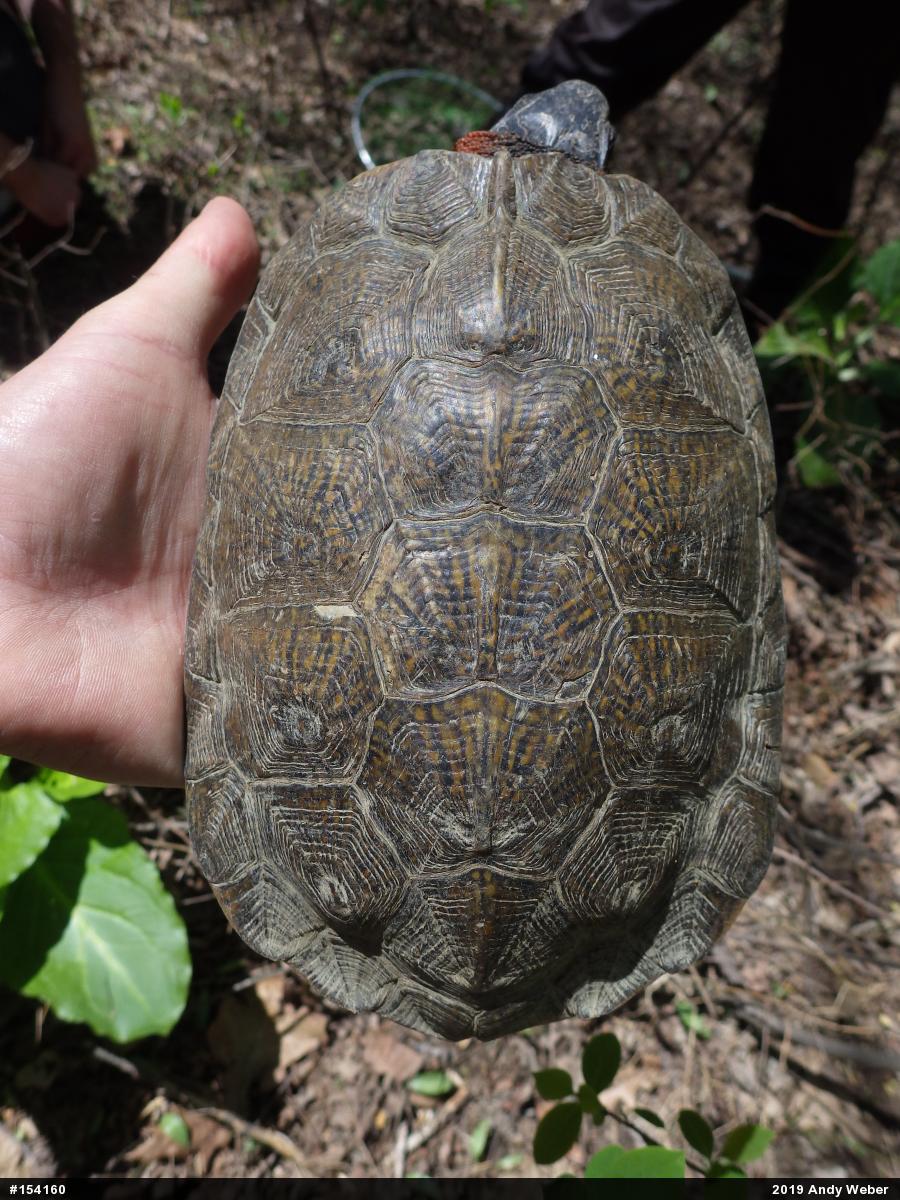 Wood Turtle