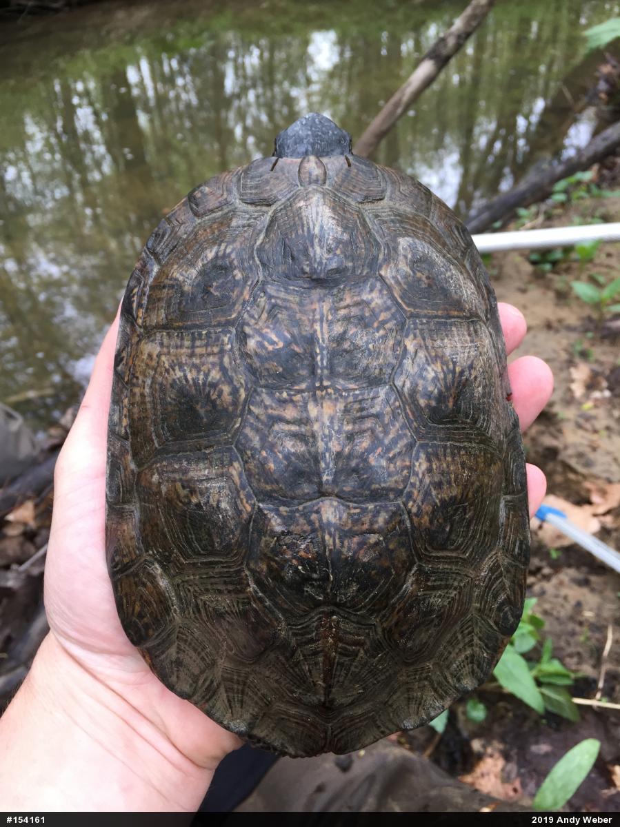 Wood Turtle