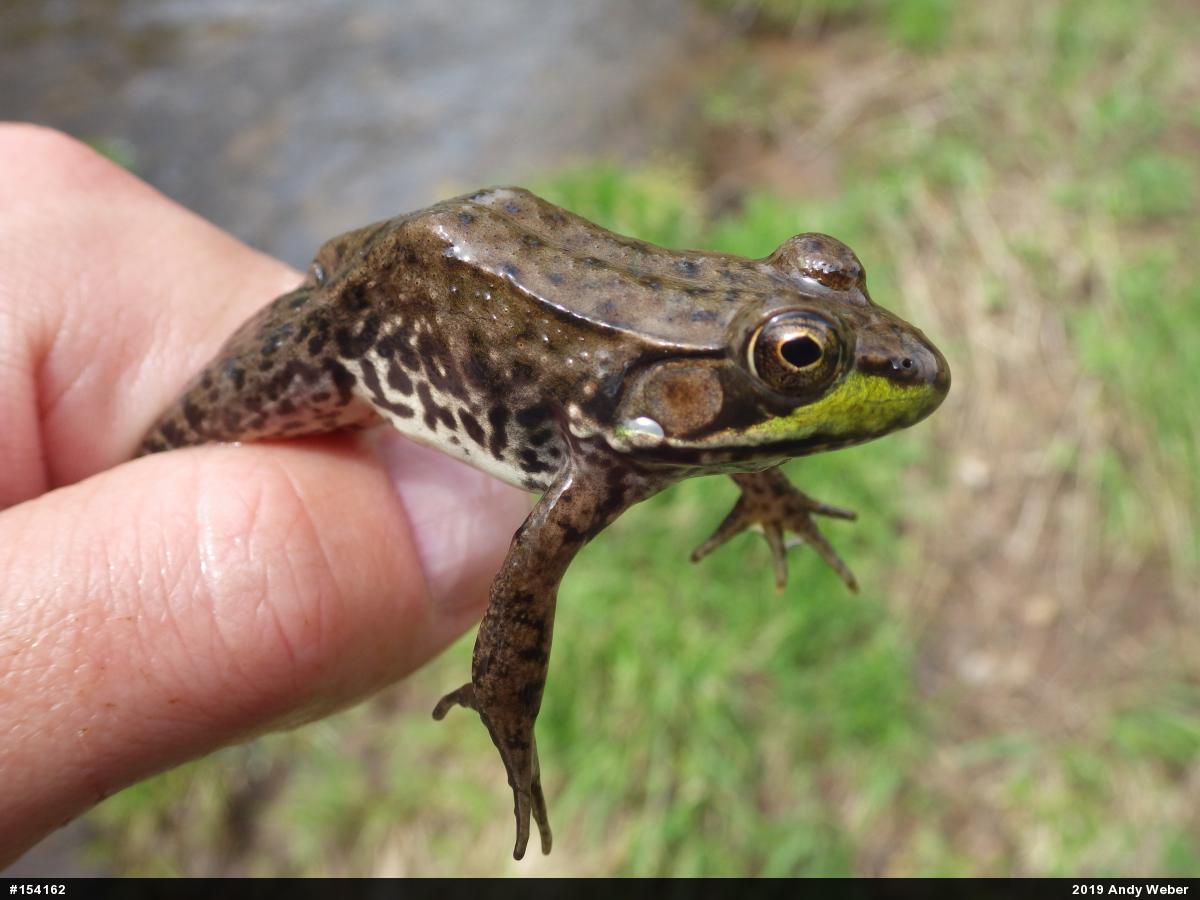 Green Frog