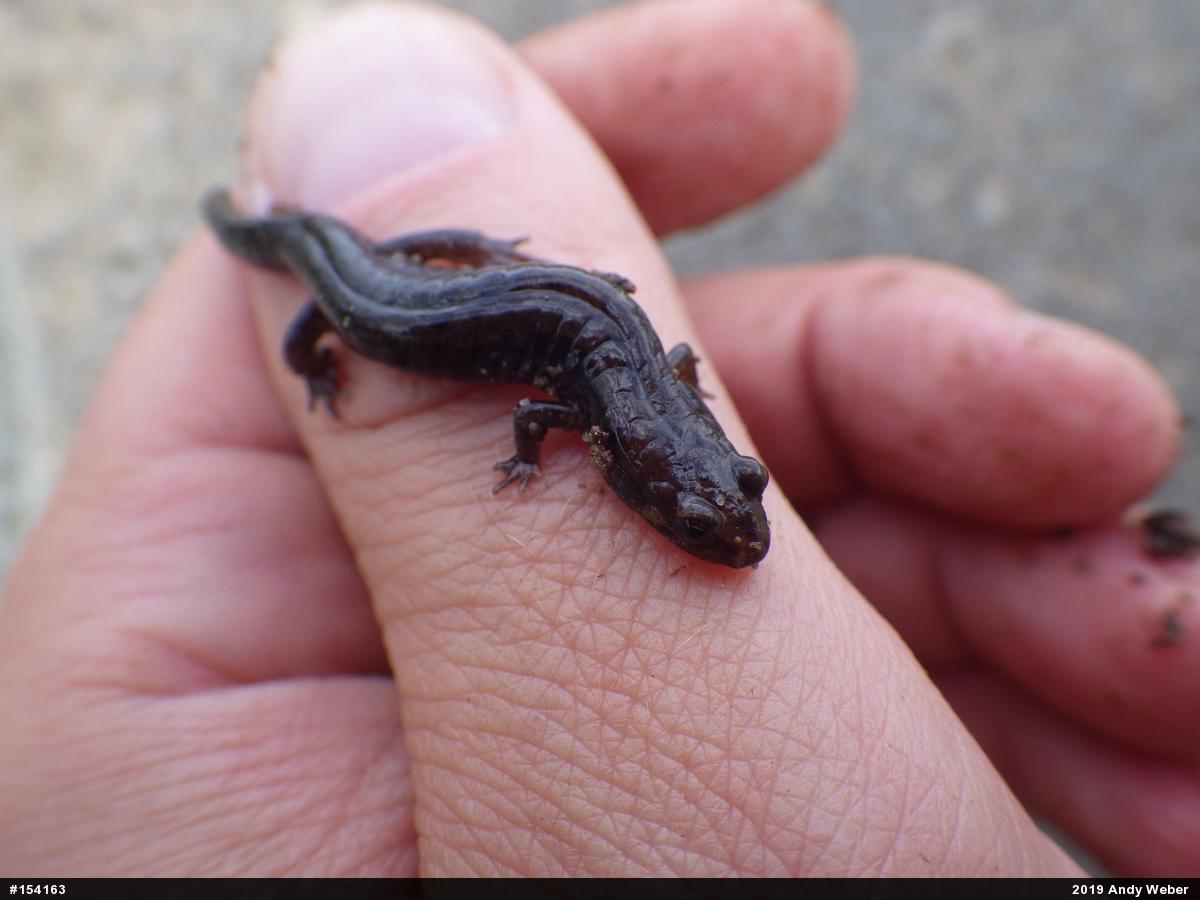 Allegheny Mountain Dusky Salamander