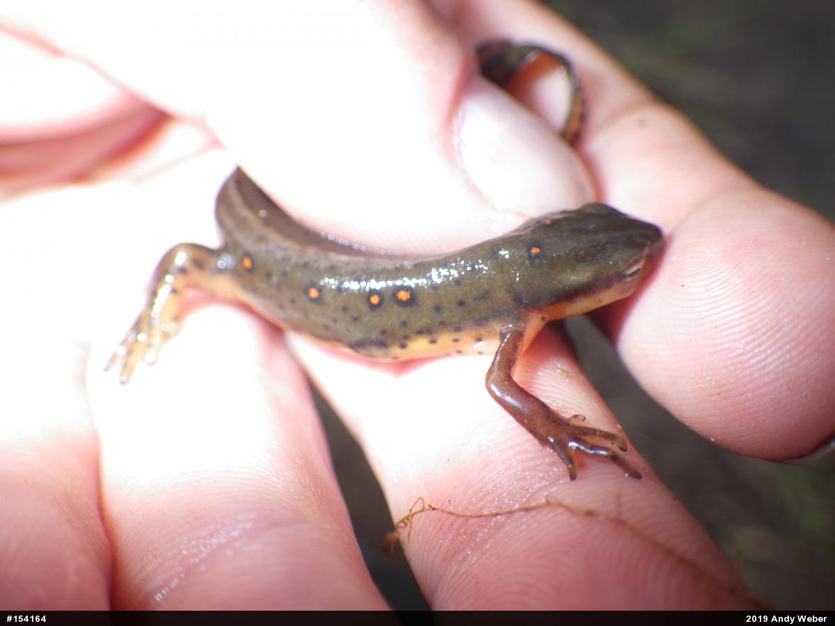 Red-spotted Newt
