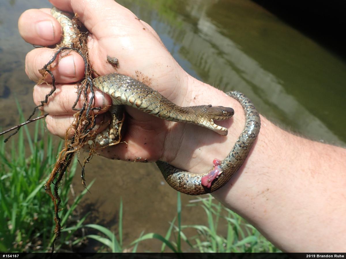 Northern Watersnake