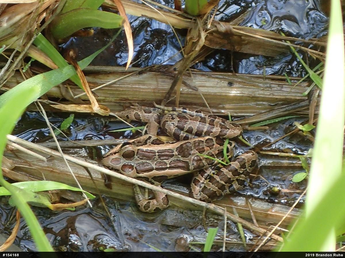 Pickerel Frog