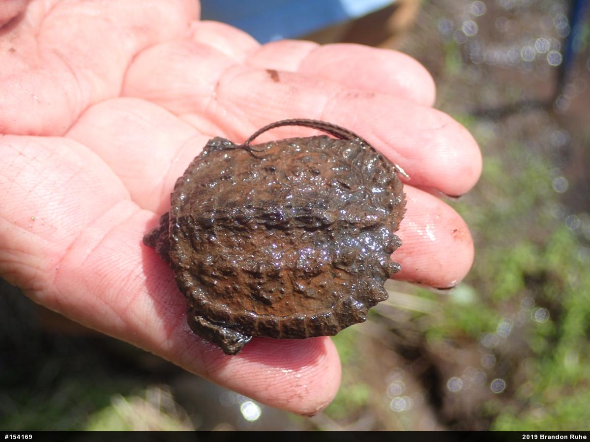 Snapping Turtle