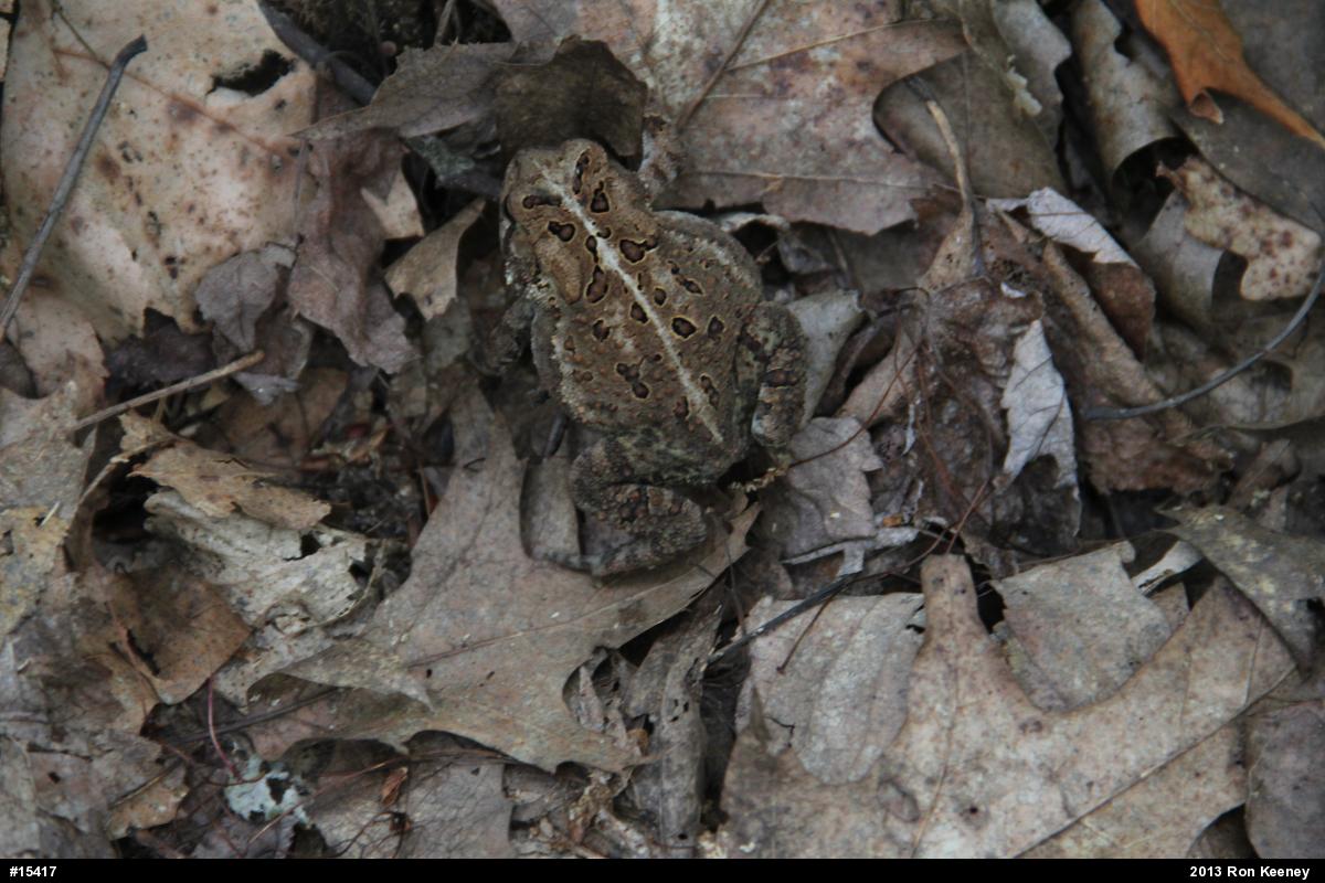 Eastern American Toad