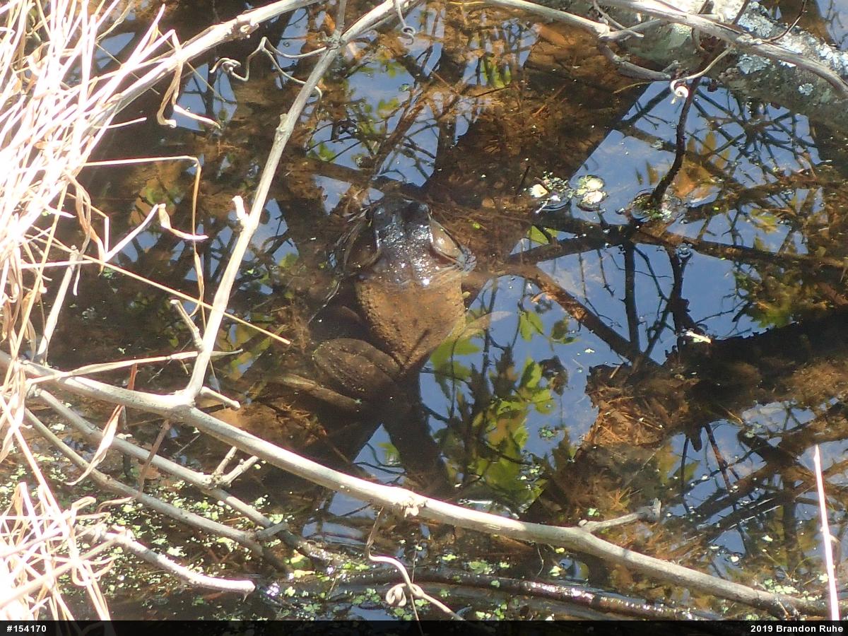 American Bullfrog