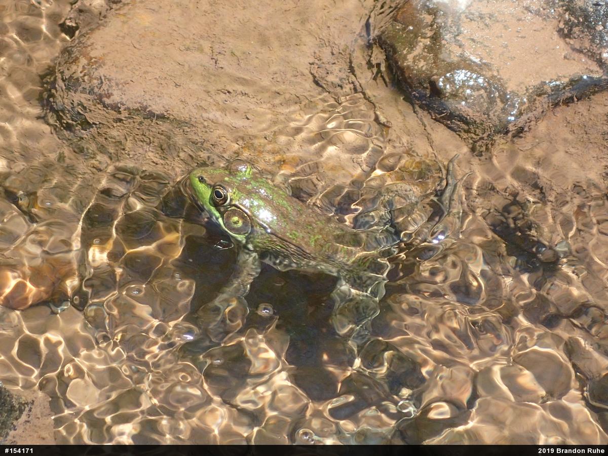 Green Frog