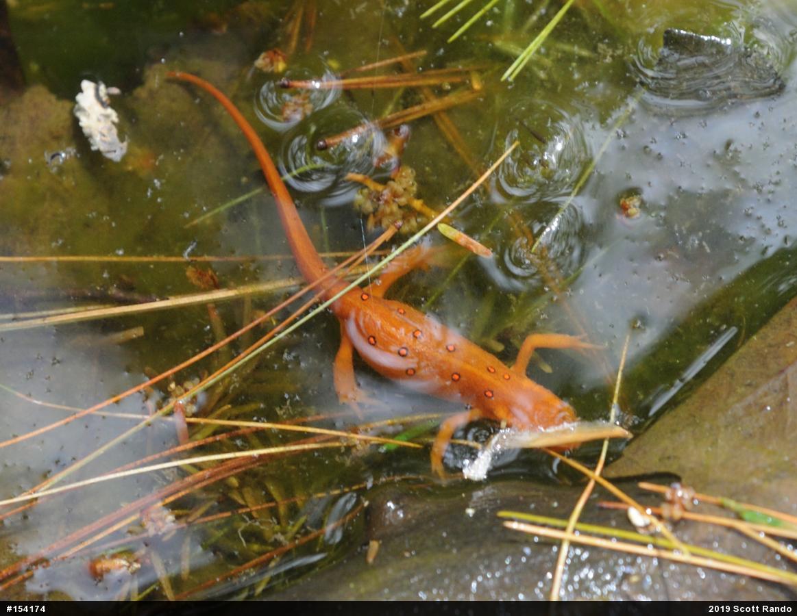 Red-spotted Newt
