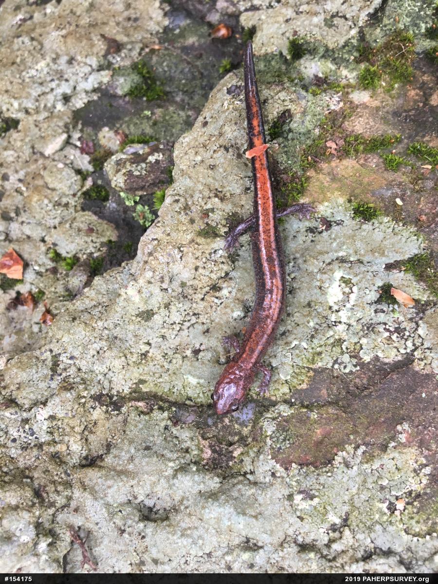 Eastern Red-backed  Salamander