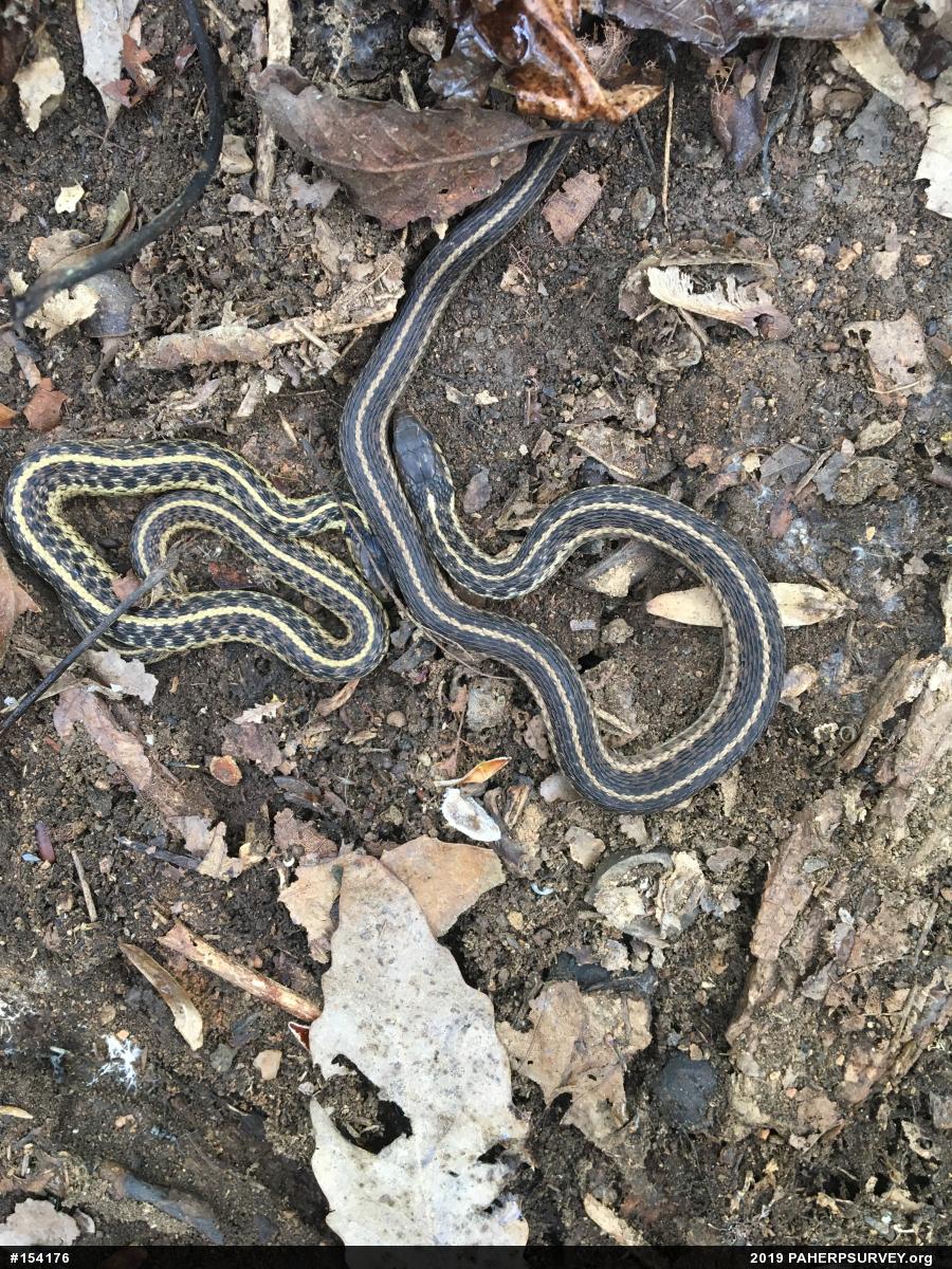 Eastern Gartersnake