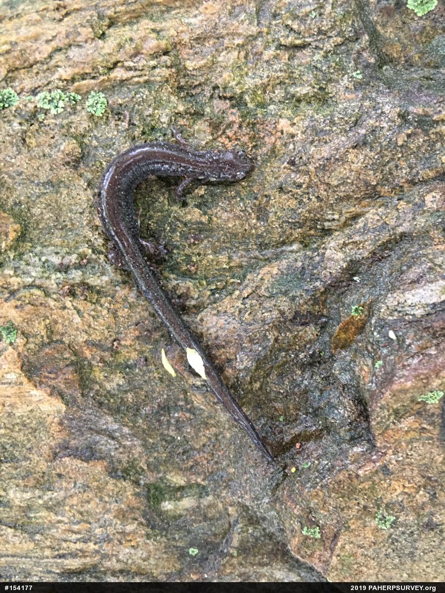 Eastern Red-backed  Salamander