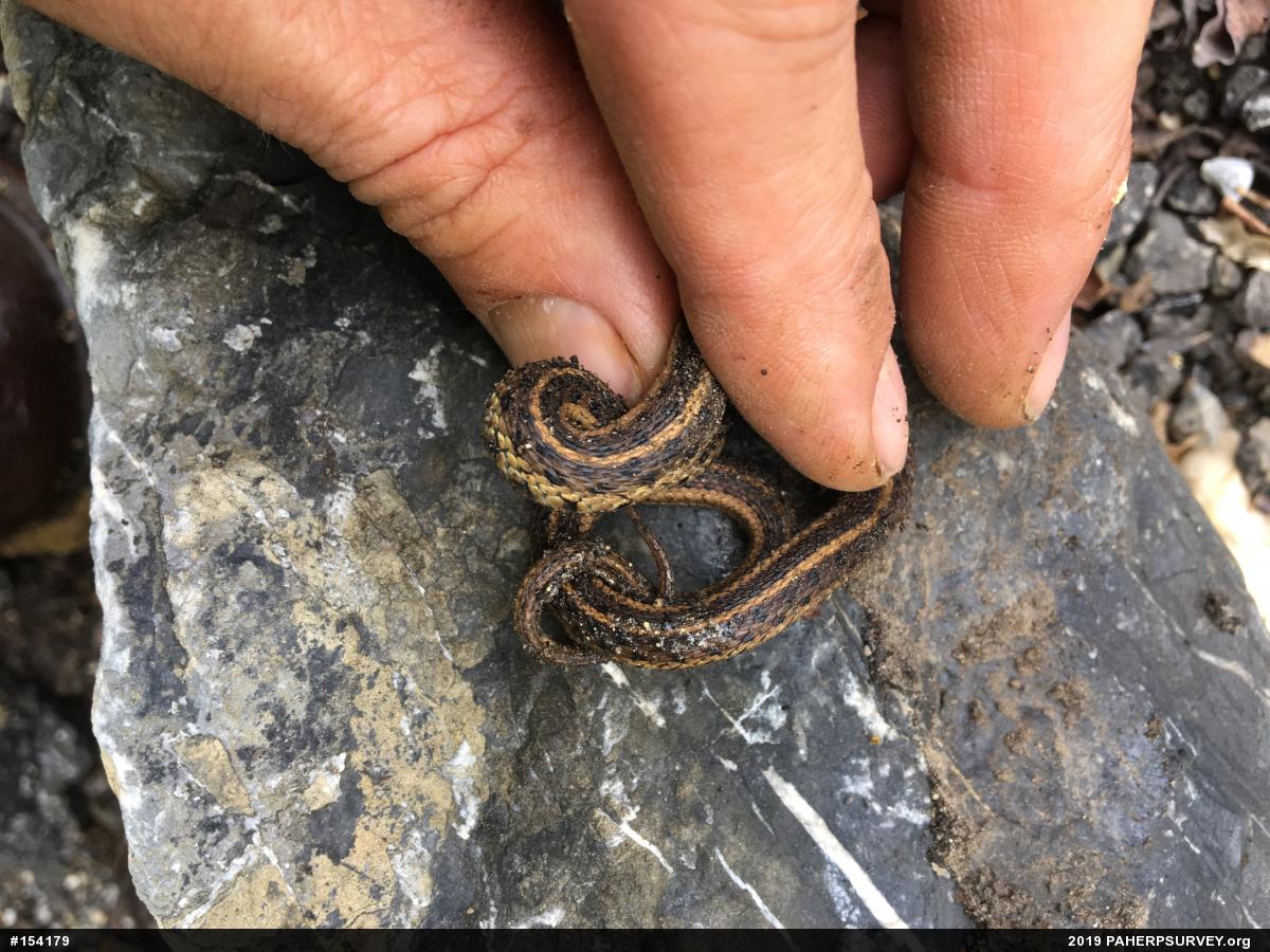 Eastern Gartersnake