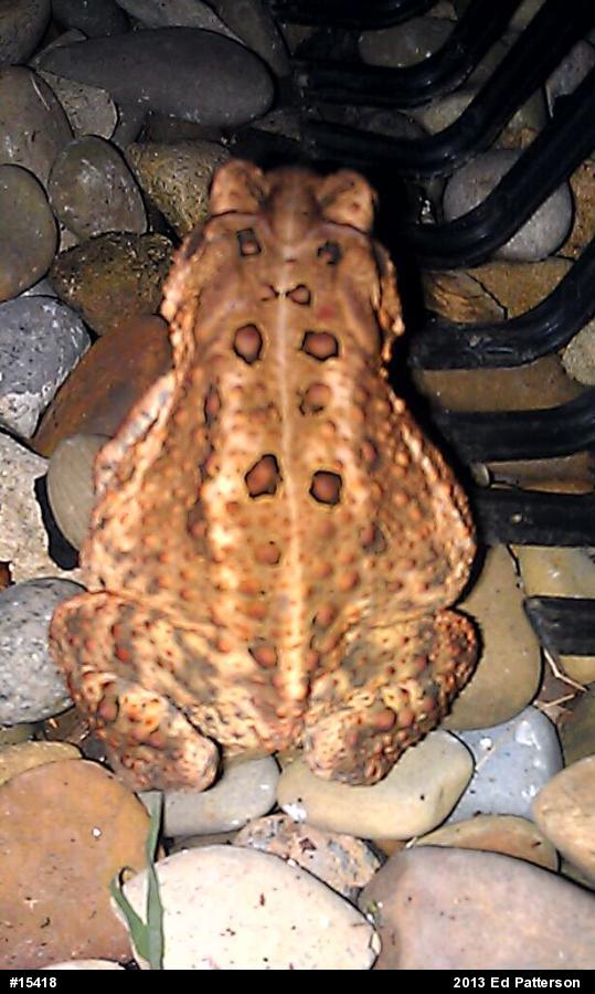 Eastern American Toad